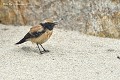 Traquet du désert mâle en Bretagne (Oenanthe deserti) Traquet du désert en Bretagne 