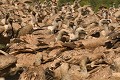 Très grand groupe de vautours fauves au sol dévorant des carcasses (Gyps fulvus) Très grand groupe de vautours fauves au sol dévorant des carcasses 