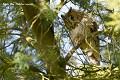 Hibou moyen duc au repos dans un dortoir comportant 5 individus (Asio otus) Hibou moyen duc 