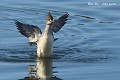 Le harle huppé femelle (Mergus serrator) Le harle huppé femelle (Mergus serrator) 