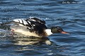 Le harle huppé mâle (Mergus serrator) Le harle huppé mâle en Bretagne 