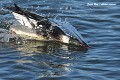 Plongeon du harle huppé mâle (Mergus serrator) Plongeon du harle huppé mâle 