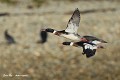 Trio de harles huppés (Mergus serrator, Côtes d'Armor, France) harles huppés en vol 