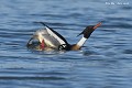 Parade nuptiale du harle huppé mâle (Mergus serrator, Côtes d'Armor, France) Parade nuptiale du harle huppé mâle 