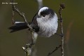 Séance de barres parallèles pour cette Mésange à longue queue (Aegithalos caudatus, Côtes d'Armpr, France) Mésange à longue queue pattes écartées 