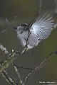 Mésange à longue queue (Aegithalos caudatus, Côtes d'Armpr, France) Envol de le Mésange à longue queue 
