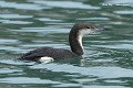 Plongeon arctique juvénile (Gavia arctica, Côtes d'Armor, France). Plongeon arctique juvénile 