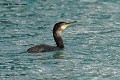 Cormoran huppé juvénile (Phalacrocorax aristotelis, Côtes d'Armor, France). Cormoran huppé juvénile 