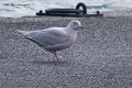 Goéland arctique en plumage de 2eme ou 3eme année (ou à ailes blanches, Larus glaucoide, Côtes d'Armor, France). Goéland arctique en France 