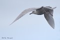 Goéland arctique en plumage de 2eme ou 3eme année (ou à ailes blanches, Larus glaucoide, Côtes d'Armor, France). Goéland arctique en France 