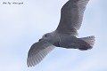 Goéland arctique en plumage de 2eme ou 3eme année (ou à ailes blanches, Larus glaucoide, Côtes d'Armor, France). Goéland arctique en Bretagne 