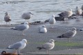 Perdu dans le foule...Goéland arctique en plumage de 2eme ou 3eme année (ou à ailes blanches, Larus glaucoide, Côtes d'Armor, France). Goéland arctique en France 