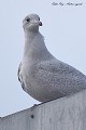 Goéland arctique en plumage de 2eme ou 3eme année (ou à ailes blanches, Larus glaucoide, Côtes d'Armor, France). portrait du Goéland arctique 