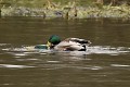 Altercation entre deux canards colverts mâles qui n'est pas sans rappeler les comportements d'accouplements (Anas platyrhynchos, Glomel, Côtes d'Armor, France) homosexualité chez les colverts 