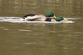 Altercation entre deux canards colverts mâles qui n'est pas sans rappeler les comportements d'accouplements (Anas platyrhynchos, Glomel, Côtes d'Armor, France) colverts homosexuel ? 