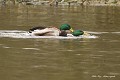 Canards colverts homosexuels (Anas platyrhynchos, Côtes d'Armor, France). Canards colverts homosexuels 