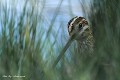 Bécassine des marais (Gallinago gallinago, Gironde, France) Bécassine des marais cachée dans les herbes hautes 