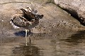 Bécassine des marais qui se toilette (Gallinago gallinago, Gironde, France) Bécassine des marais qui se toilette 