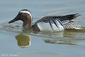 Sarcelle d'été mâle (Anas Querquedula, Gironde, France) Sarcelle d'été mâle en Gironde 