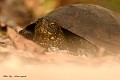 Cistude d'Europe hors de l'eau (Emys orbicularis, Gironde) Cistude d'Europe hors de l'eau 