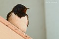 Hirondelle rustique (Hirundo rustica, Gironde, France) Hirondelle rustique posée 
