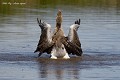 Oie cendrée (Anser anser, Gironde, France) Oie cendrée vue de dos les ailes ouverts 