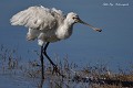 Spatule blanche (Platalea leucorodia, Gironde, France) Spatule blanche au plumage ébouriffé 
