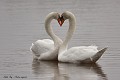 Love is in the air...Couple de cygnes tuberculés (Cygnus olor, Gironde, France) Couple de cygnes tuberculés 