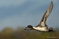 Canard pilet mâle en vol (Anas acuta). Canard pilet mâle en vol 