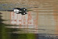 Garrot à œil d'or mâle (Bucephala clangula, Saxe, Allemagne) Garrot à œil d'or mâle sur graffiti 
