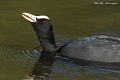 Foulque macroule en colère après ces congénères, en période d'accouplement (Fulica atra, Saxe, Allemagne) Foulque macroule en colère 