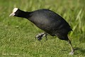 Foulque macroule en colère après ces congénères, en période d'accouplement (Fulica atra, Saxe, Allemagne) Foulque macroule en colère 