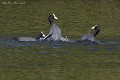 Grosse bagarre de Foulques macroules en période d'accouplement (Fulica atra, Saxe, Allemagne) Combat Foulques macroules en période d'accouplement 