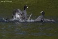 Grosse bagarre de Foulques macroules en période d'accouplement (Fulica atra, Saxe, Allemagne) Grosse bagarre de Foulques macroules 