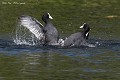Grosse bagarre de Foulques macroules en période d'accouplement (Fulica atra, Saxe, Allemagne) Combat de Foulques macroules 