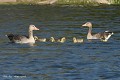 Petite famille d'oies cendrées (Anser anser, Saxe, Allemagne) Petite famille d'oies cendrées 