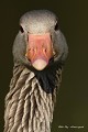 Portrait d'une oie cendrée (Anser anser, Saxe, Allemagne) Portrait d'une oie cendrée 