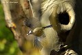 Mésange charbonnière devant l'entrée de  son nid (Parus major, Saxe, Allemagne) Mésange charbonnière devant l'entrée de  son nid 