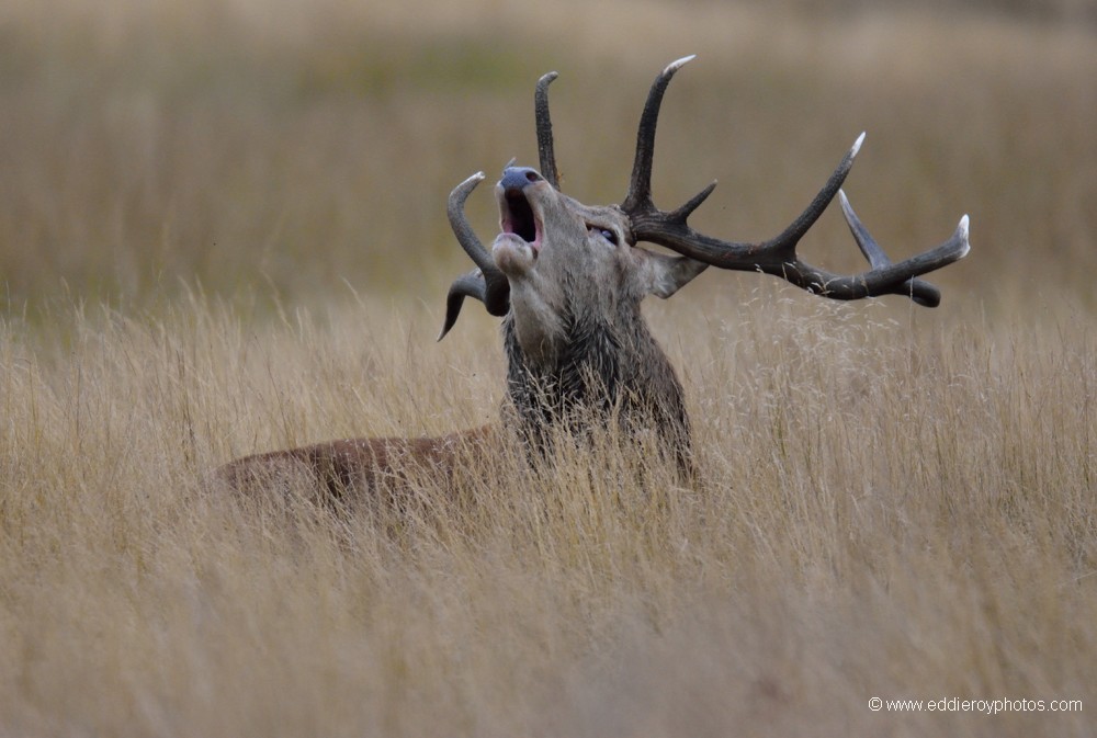 Cerf élaphe