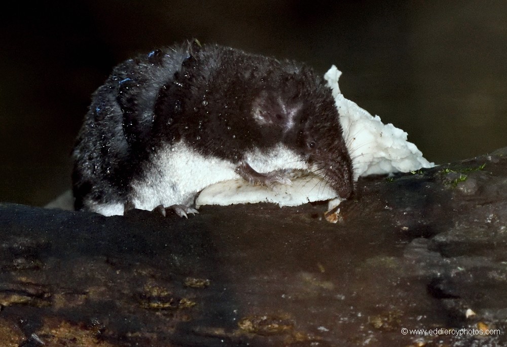 Musaraigne aquatique