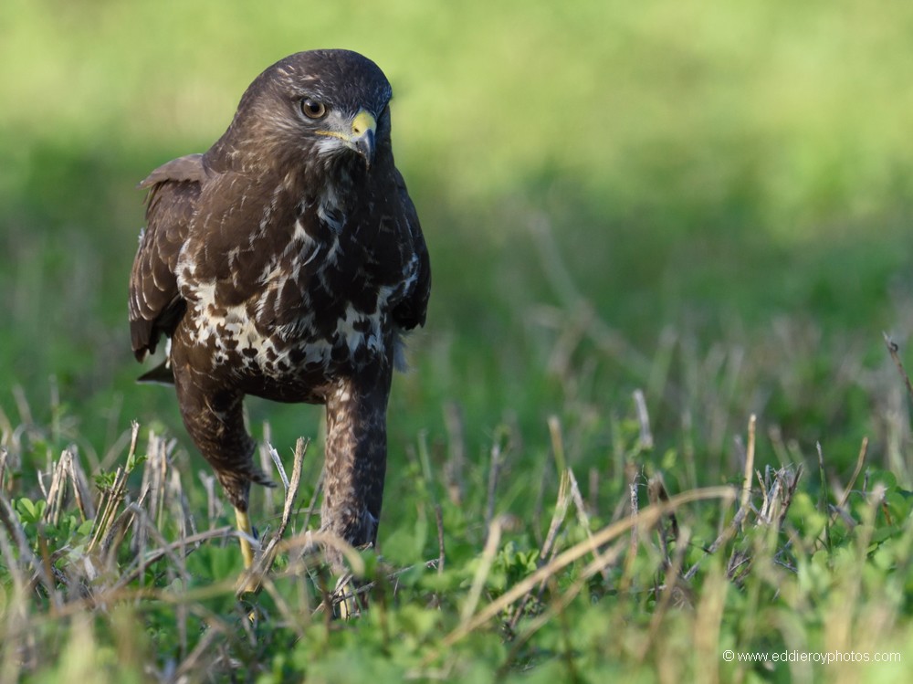 Buse variable