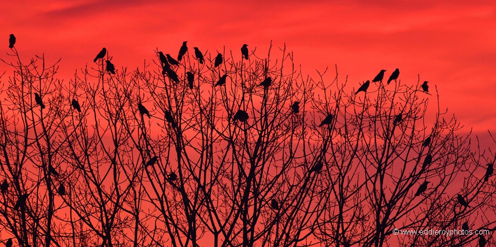 Corneilles noires