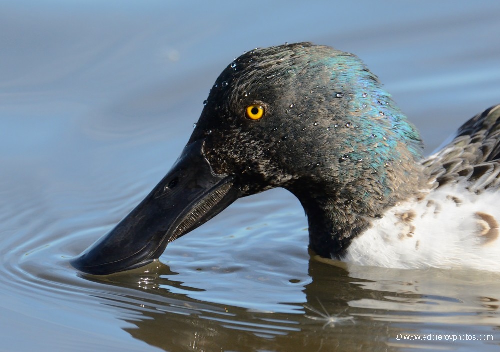 Canard souchet