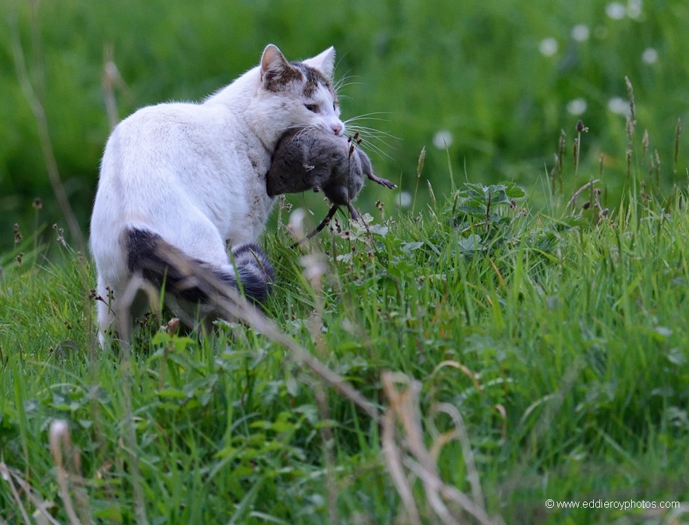 Chat domestique