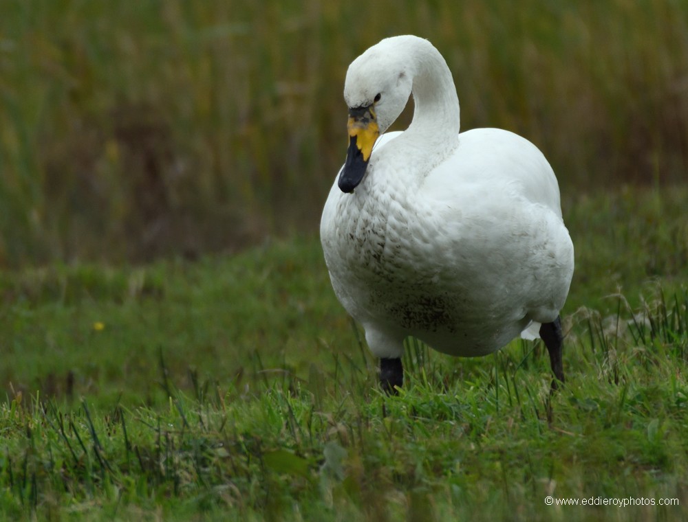 Cygne de Bewick