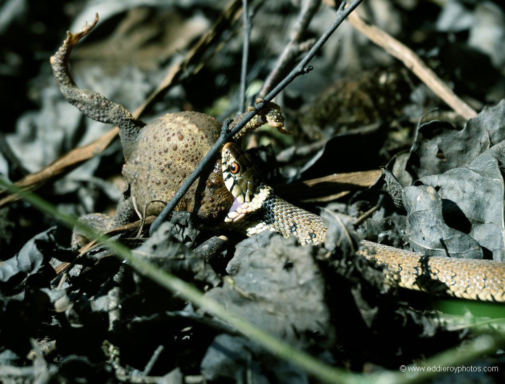 Couleuvre à collier et Crapaud commun