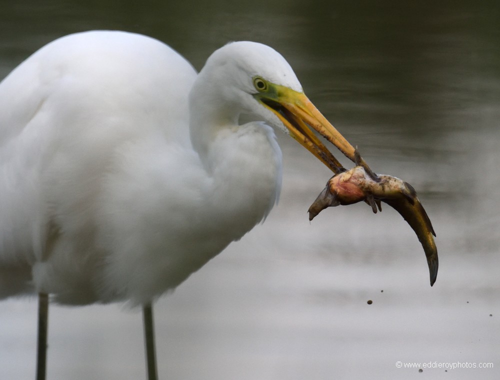 Grande Aigrette