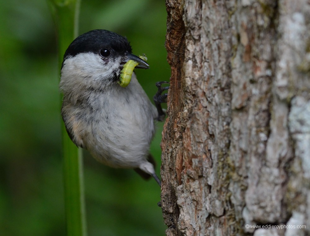 Mésange nonnette