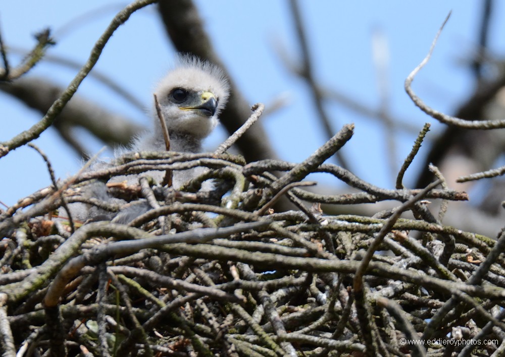 Buse variable