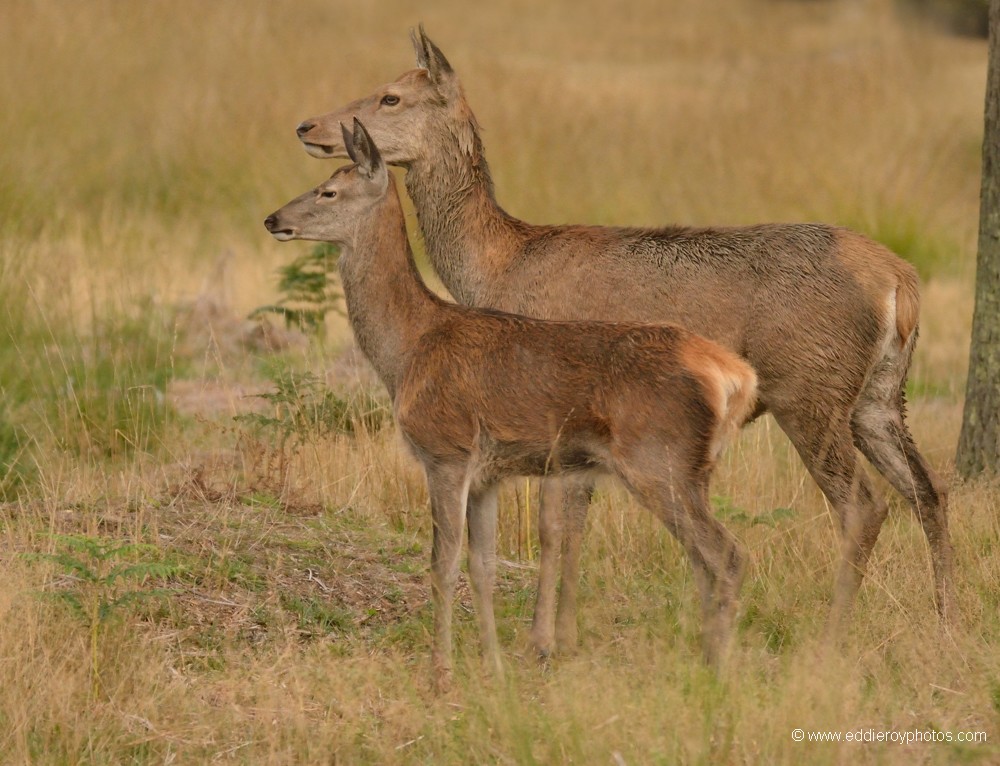 Cerfs élaphes